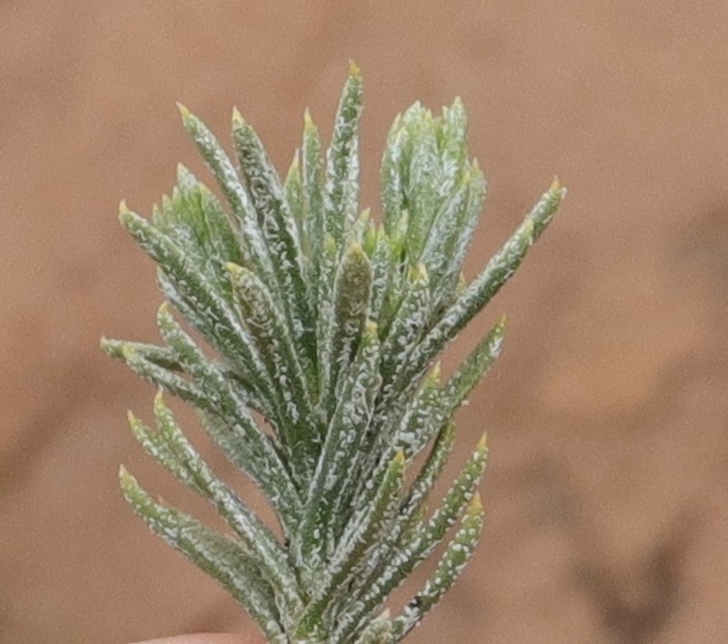 Oedera acerosa photo 6