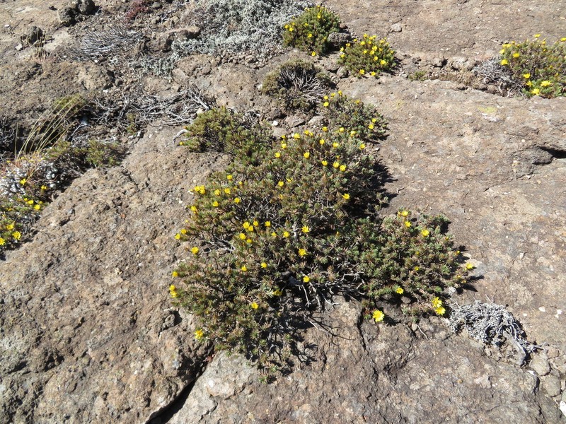 Oedera acerosa photo 8