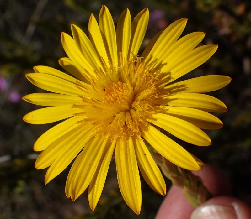 Oedera calycina