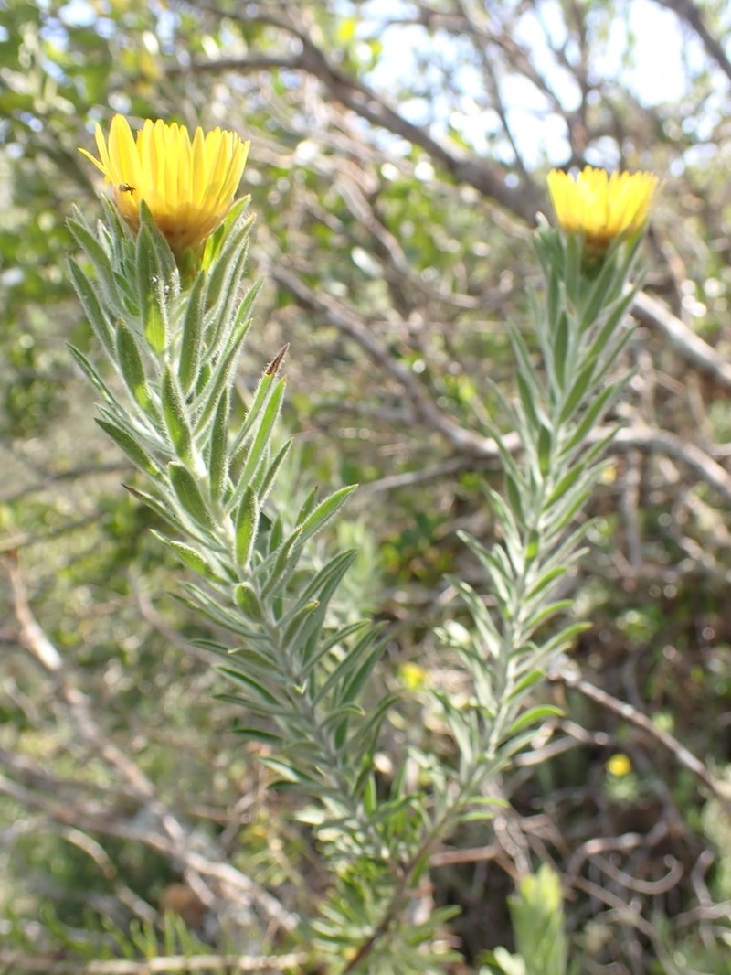 Oedera calycina photo 2