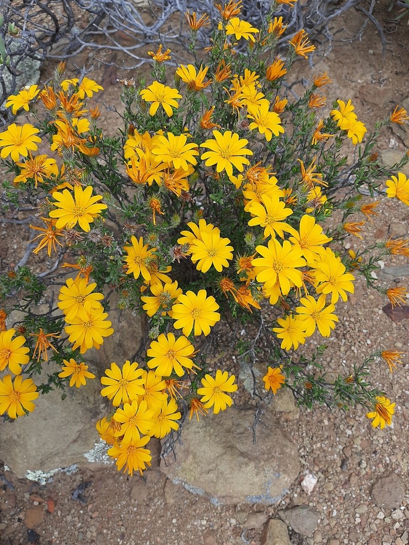 Oedera calycina photo 3