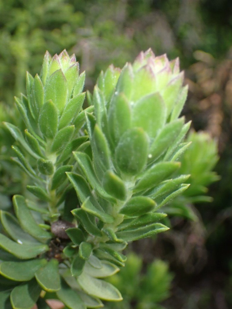 Oedera calycina photo 4