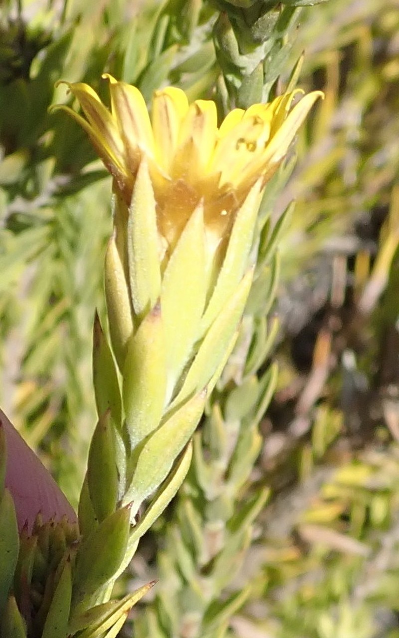 Oedera calycina photo 5