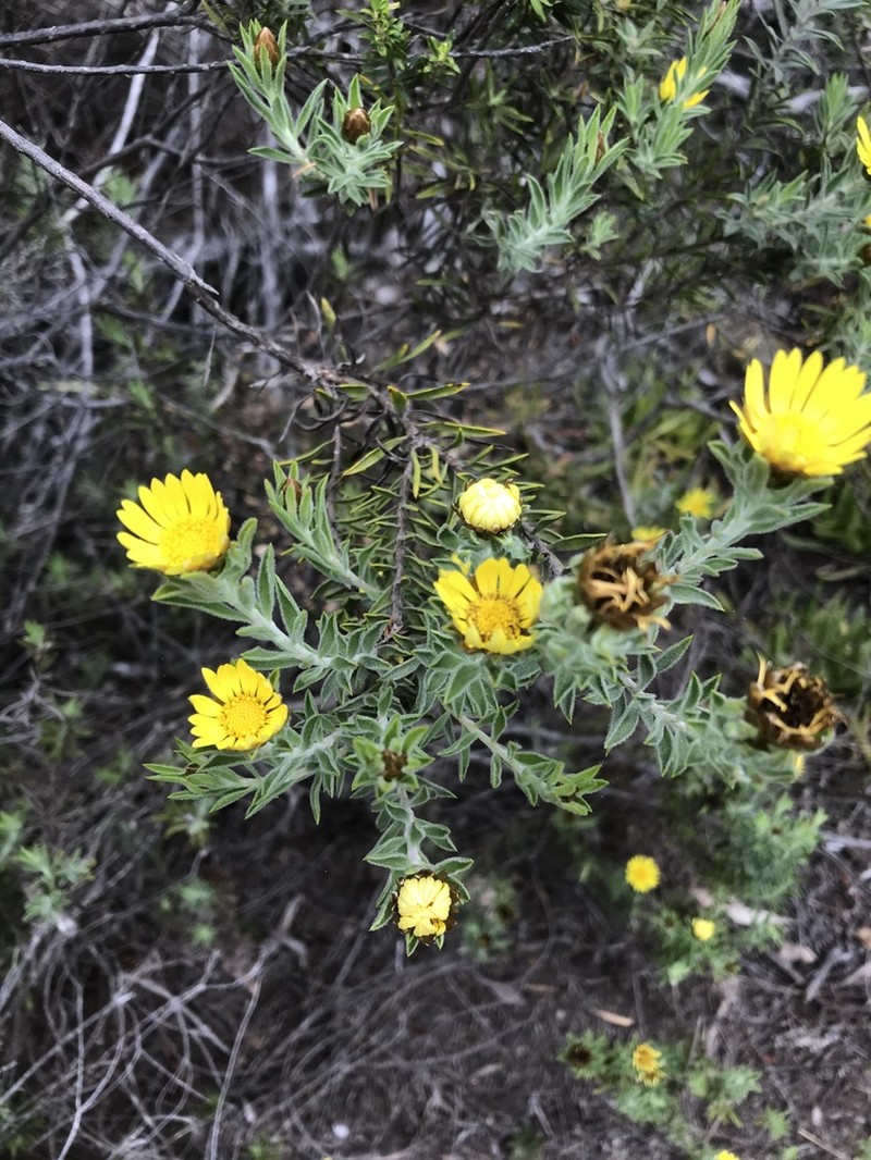 Oedera calycina photo 6
