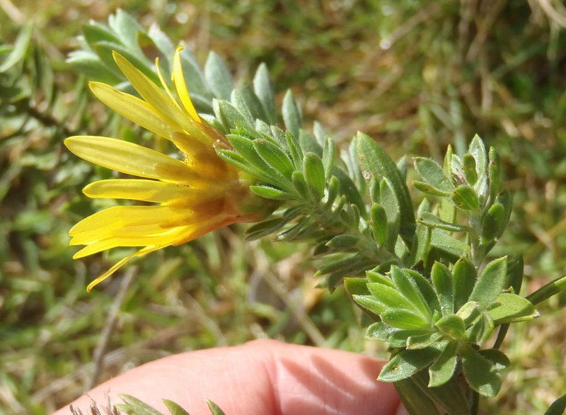 Oedera calycina photo 7