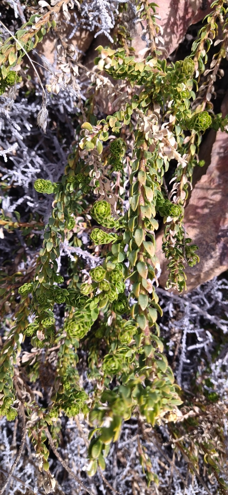 Oedera calycina subsp. apiculata