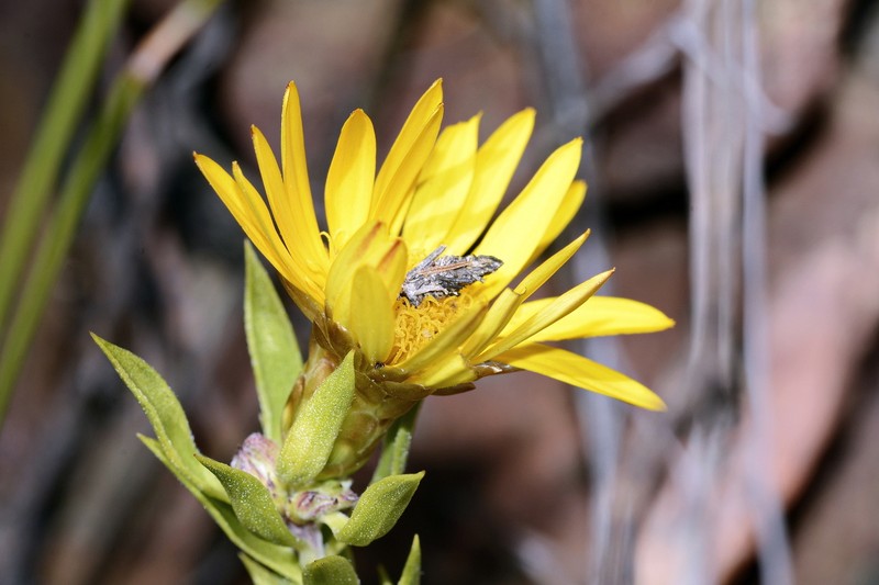 Oedera calycina subsp. apiculata photo 2