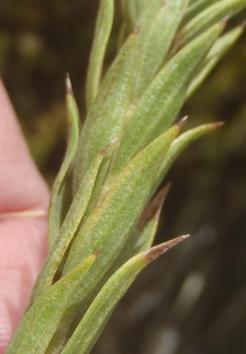 Oedera calycina subsp. apiculata photo 3