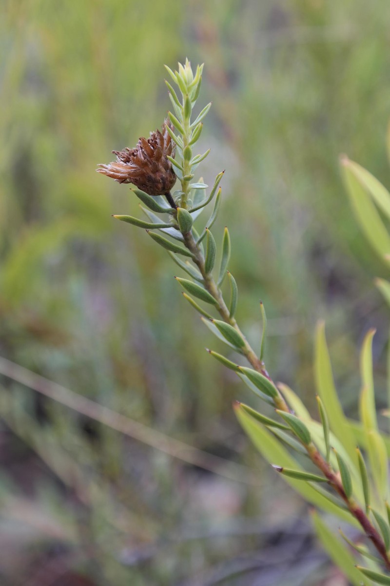 Oedera calycina subsp. apiculata photo 4