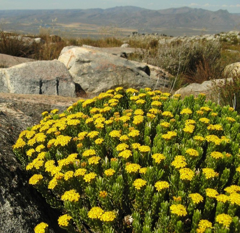 Oedera corymbosa