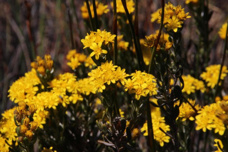 Oedera corymbosa photo 3