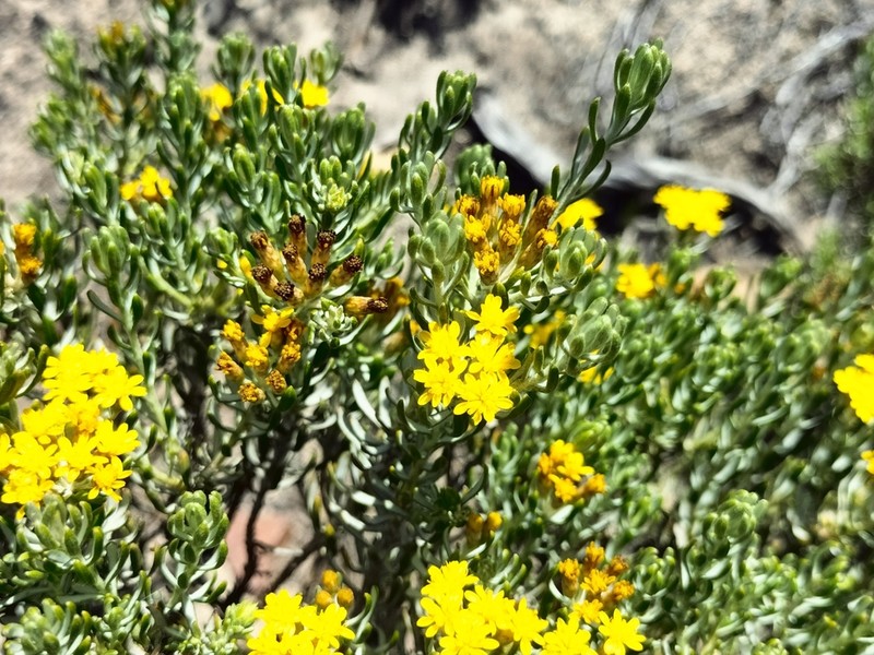 Oedera corymbosa photo 4