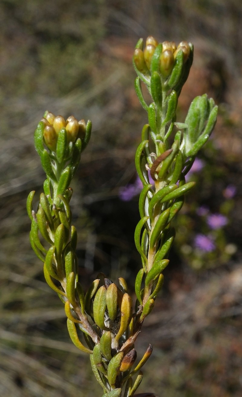 Oedera corymbosa photo 5