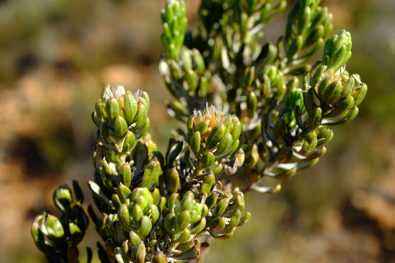 Oedera corymbosa photo 6