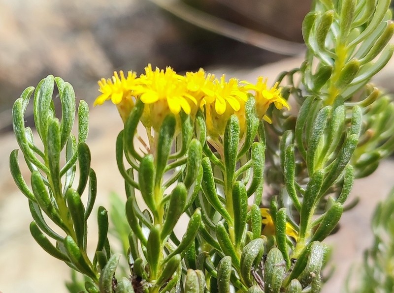Oedera corymbosa photo 7