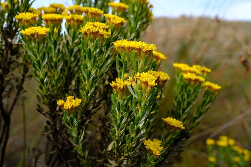 Oedera corymbosa photo 8