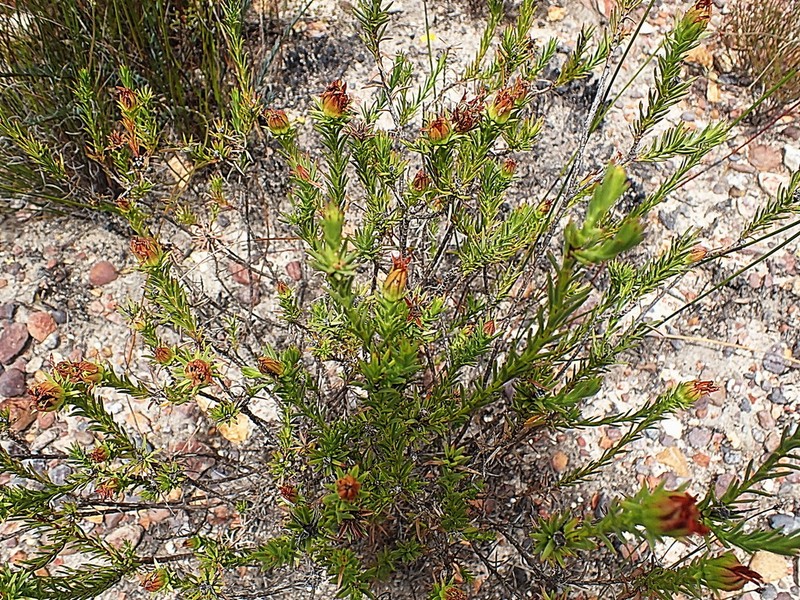 Oedera decussata