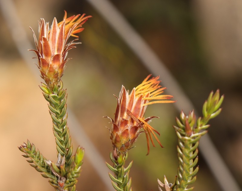 Oedera decussata photo 2