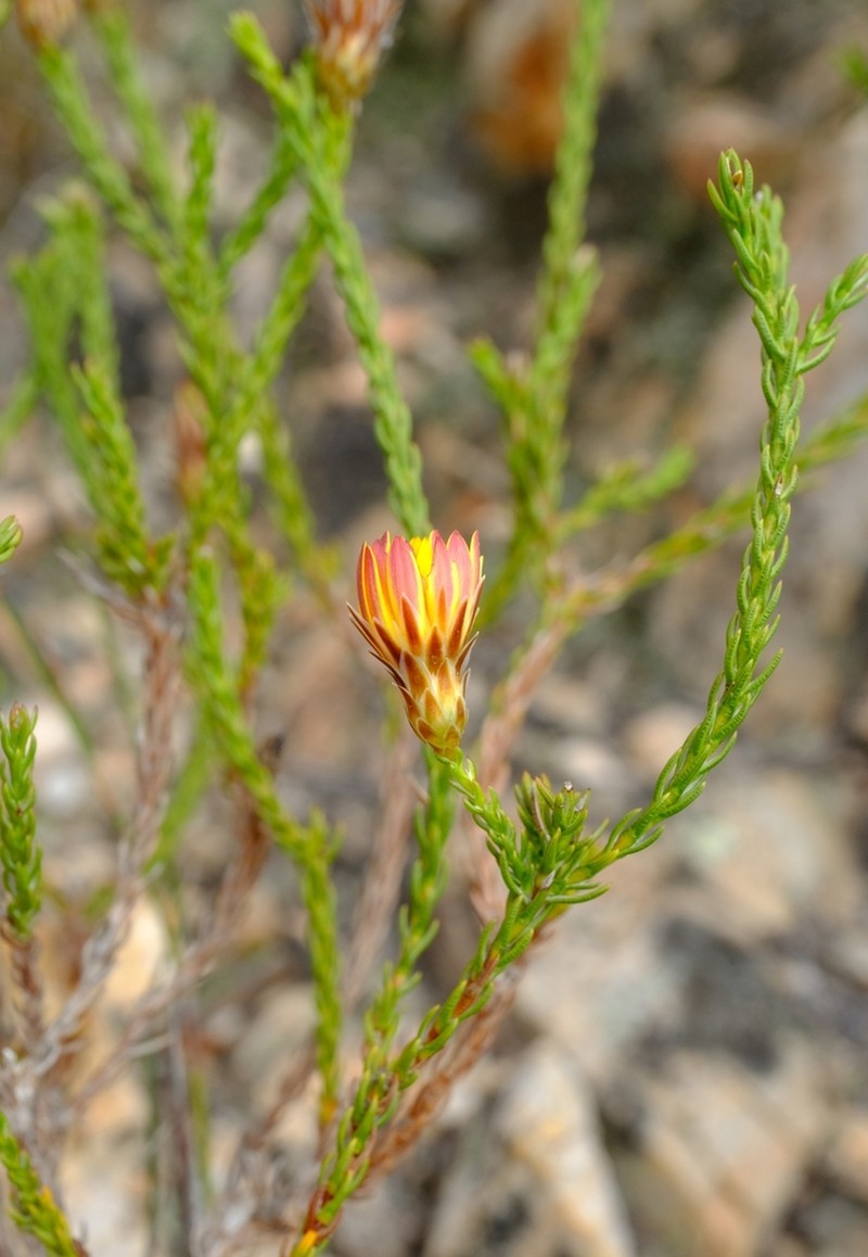 Oedera decussata photo 4