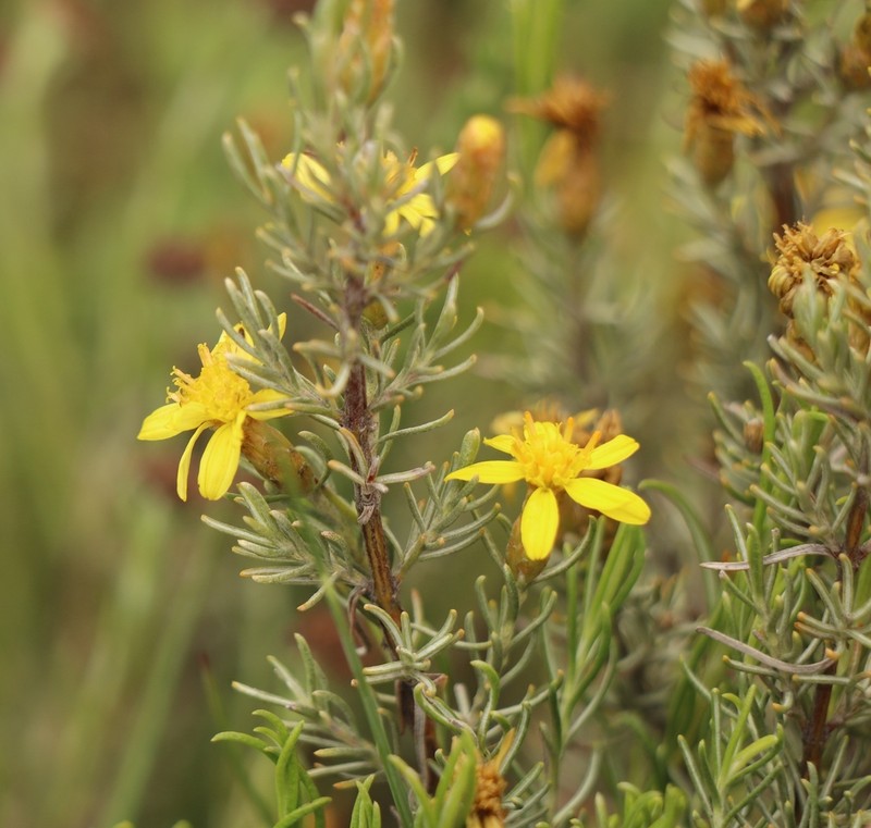 Oedera dieterlenii