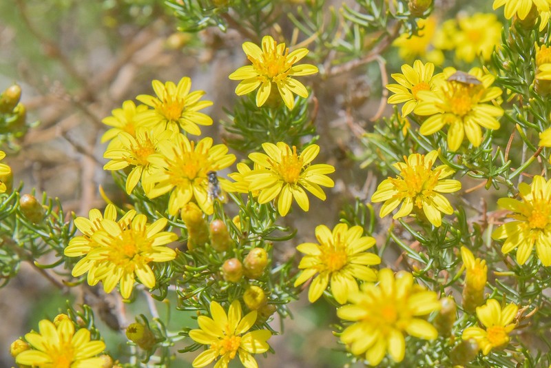 Oedera dieterlenii photo 3