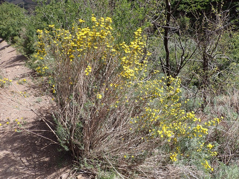 Oedera dieterlenii photo 4