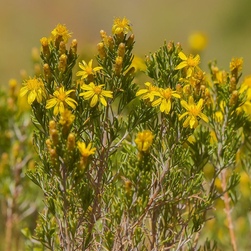 Oedera dieterlenii photo 5