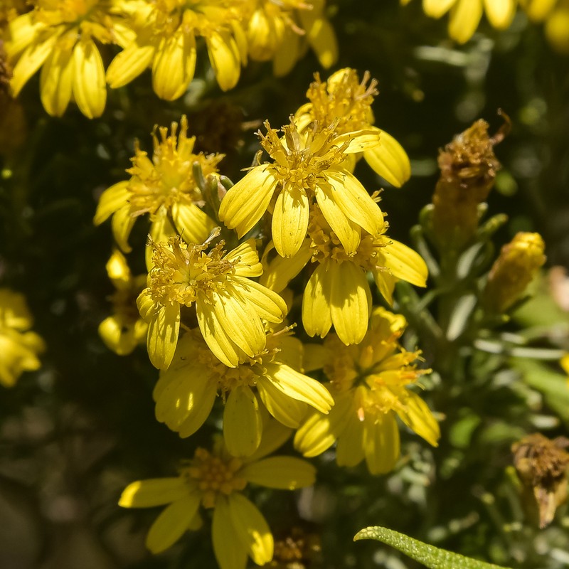 Oedera dieterlenii photo 7