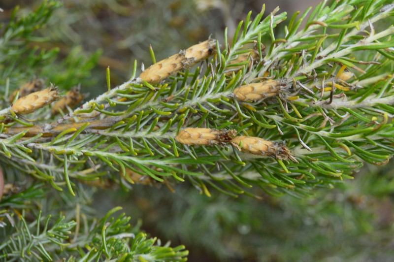 Oedera dieterlenii photo 8