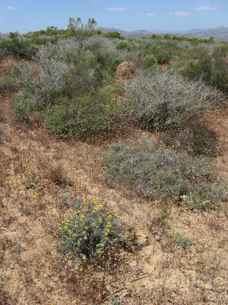 Oedera flavicoma