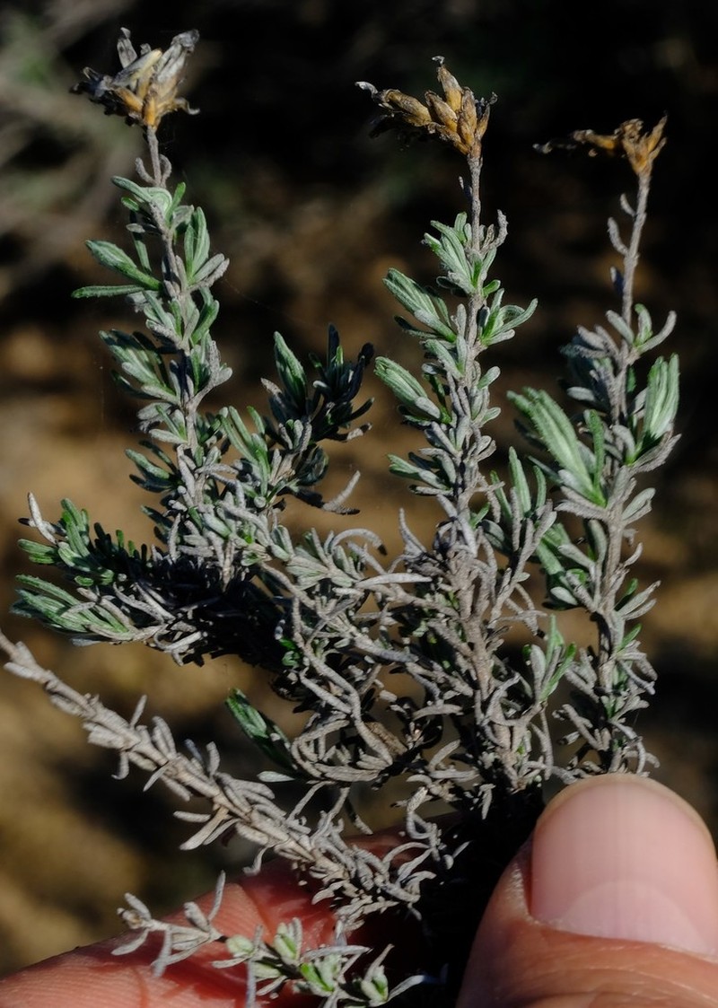 Oedera flavicoma photo 2