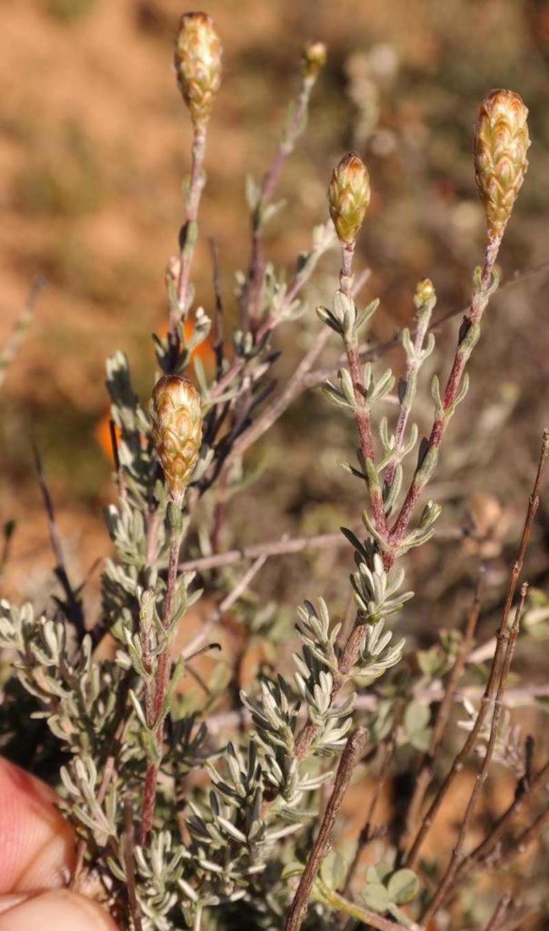 Oedera flavicoma photo 4