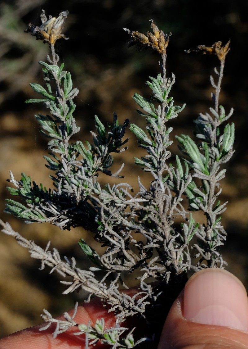 Oedera flavicoma photo 5