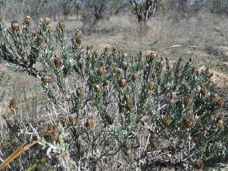 Oedera fruticosa