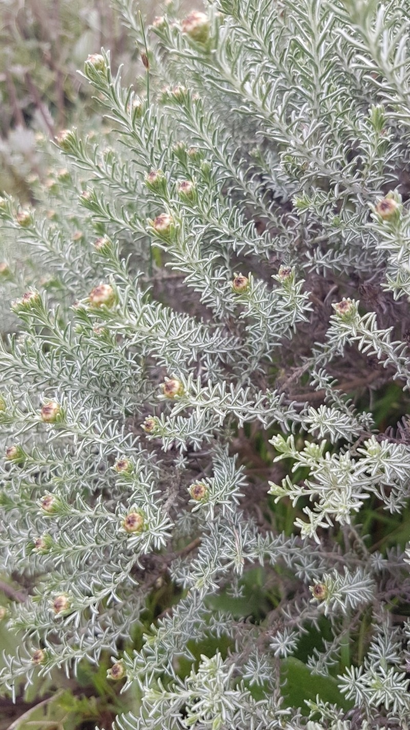 Oedera fruticosa photo 2