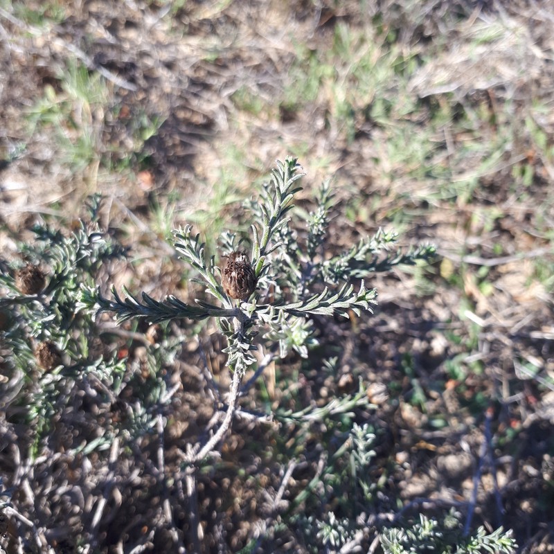Oedera fruticosa photo 3