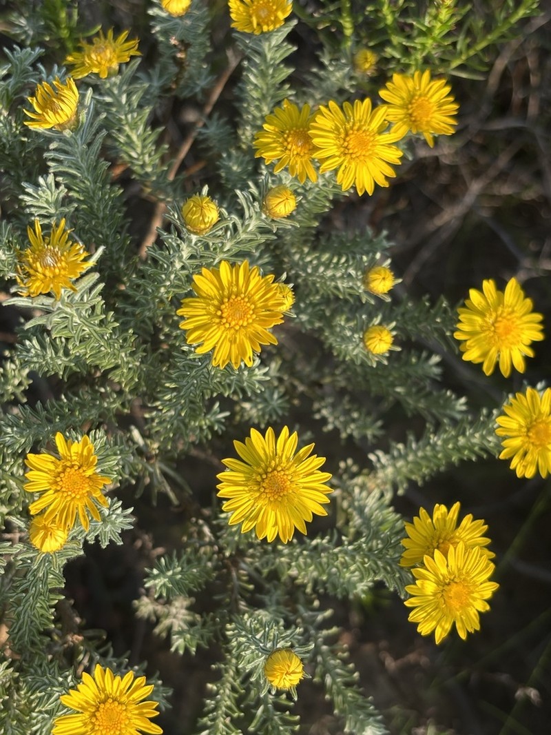 Oedera fruticosa photo 4