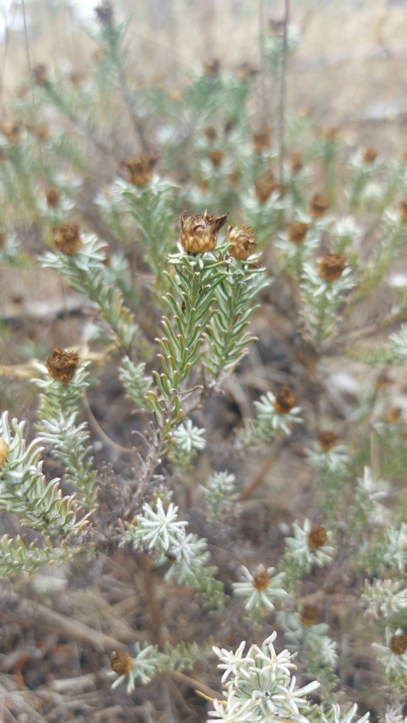 Oedera fruticosa photo 5