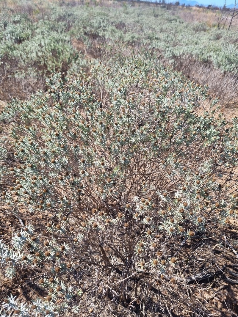 Oedera fruticosa photo 6