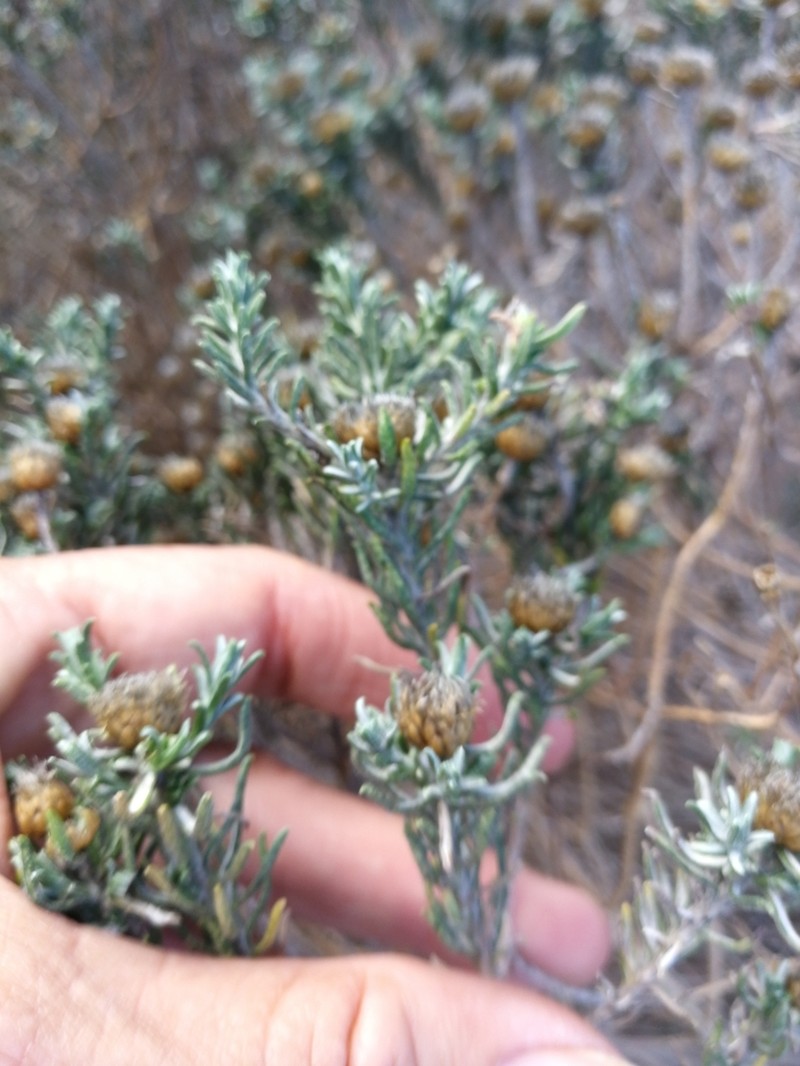 Oedera fruticosa photo 7