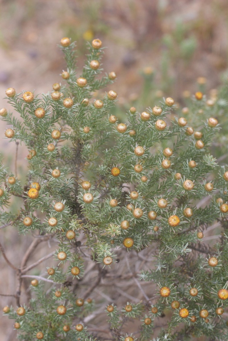 Oedera fruticosa photo 8