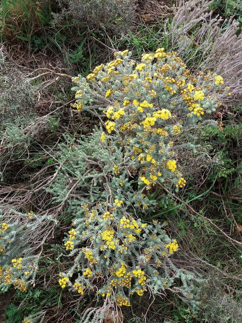 Oedera garnotii photo 2