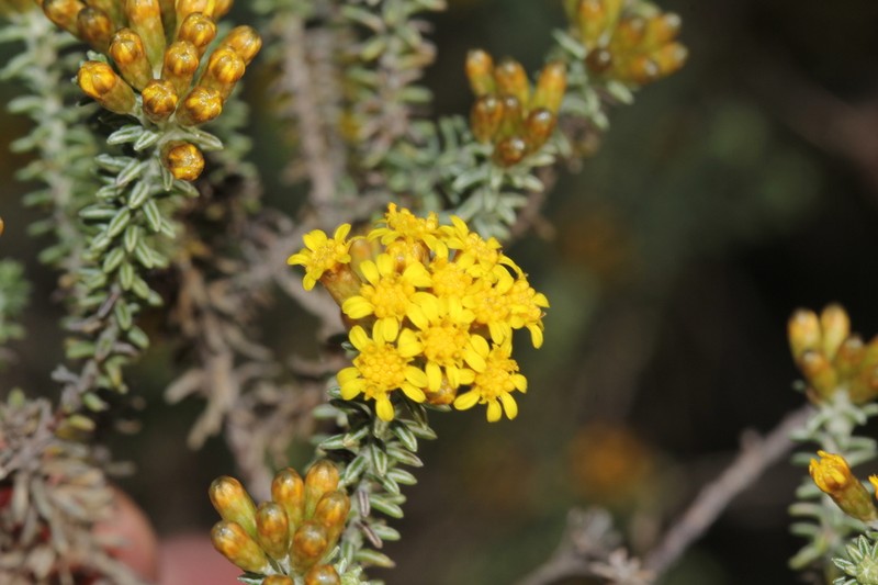 Oedera garnotii photo 5