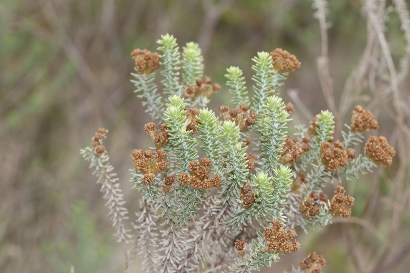 Oedera garnotii photo 6