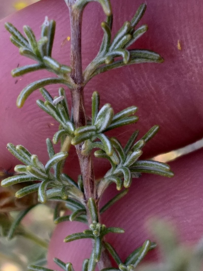 Oedera glandulosa