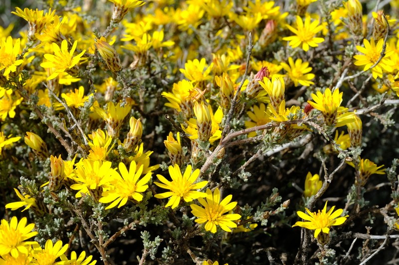 Oedera glandulosa photo 2