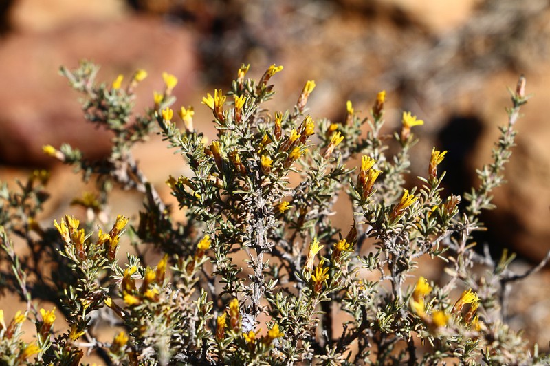 Oedera glandulosa photo 3