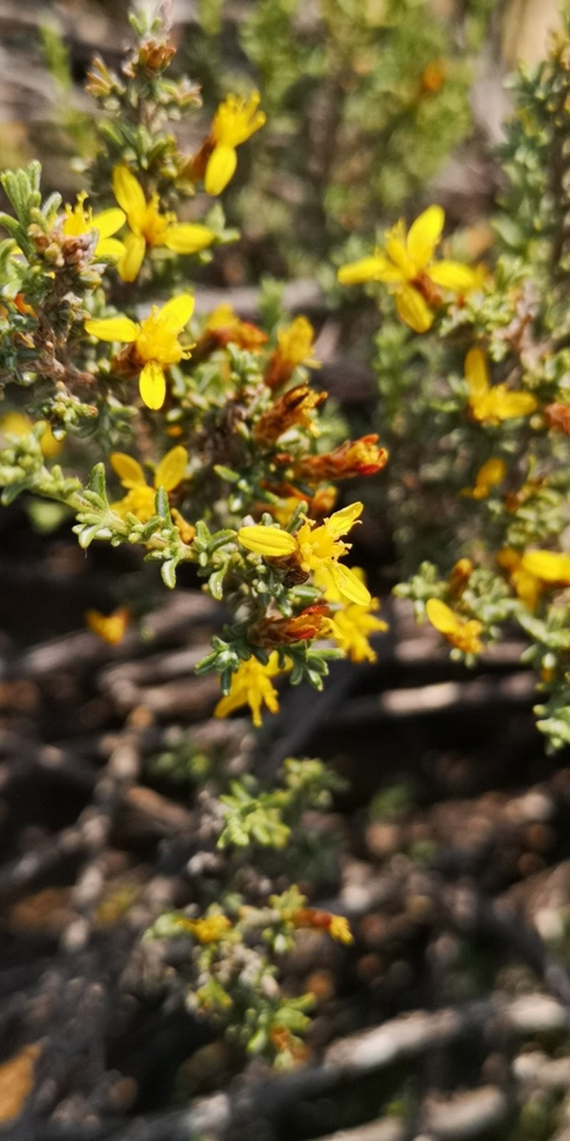 Oedera glandulosa photo 4