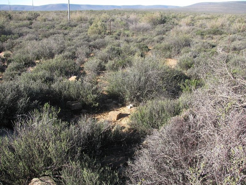 Oedera glandulosa photo 5