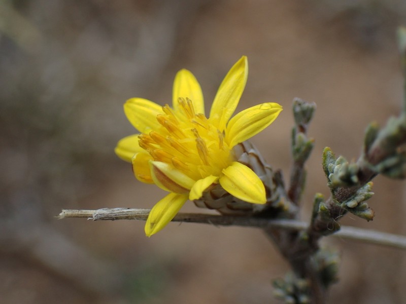Oedera glandulosa photo 6